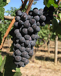 Pinot Noir Grapes