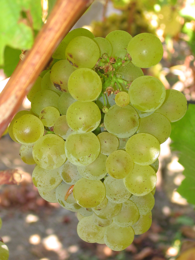 Sauvignon Blanc Grapes